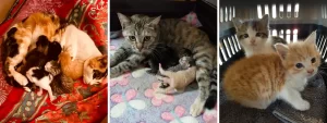 Cat and Kittens rescued by PMB Kitten Rescue