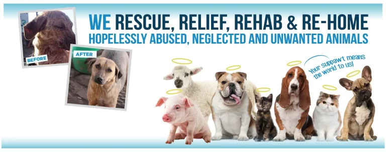 Dead Animals Walking rescue centre