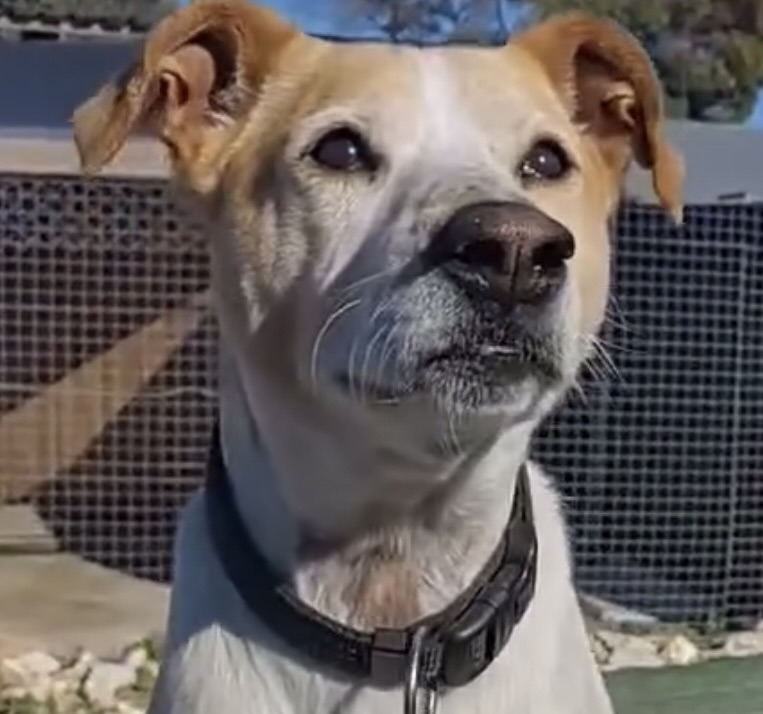 Dog for adoption on Pets24