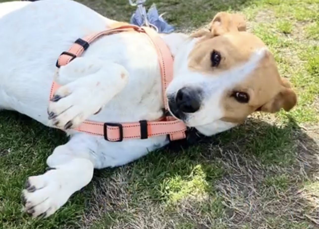 Spotty dog for adoption on Pets24