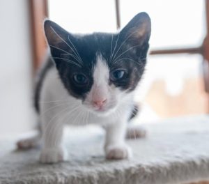 Angelo the kitten with his sweet face