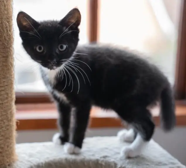 Bean the kitten