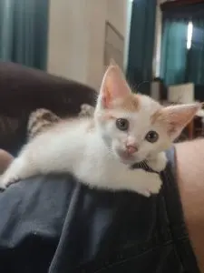 Benji the Kitten with the sweetest face
