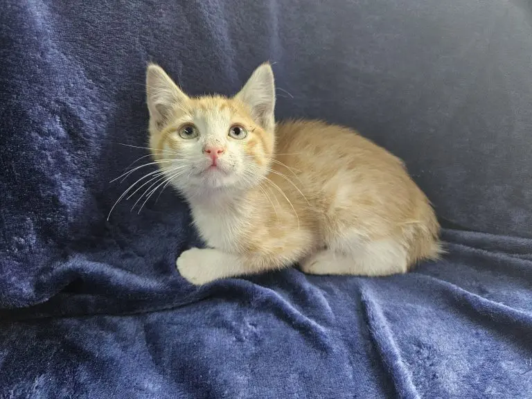 Bruno the weet kitten