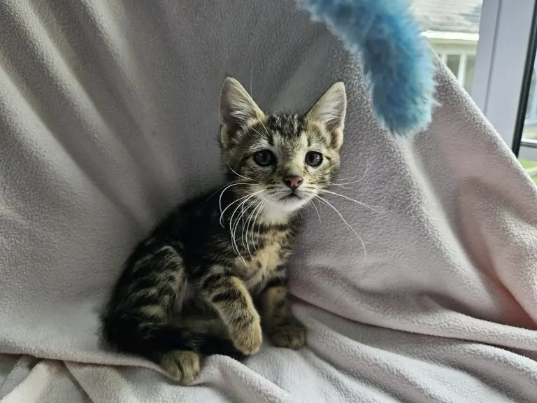 Commet the kitten