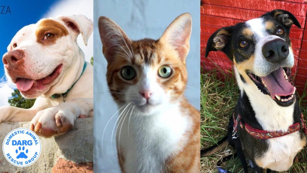 Three animals for adoption at DARG