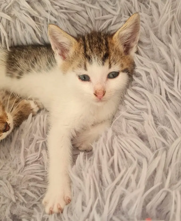 KitKat looking adorable