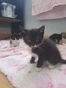 Knox the black and white kitten