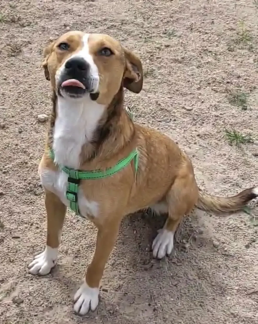Lola Girl looking happy