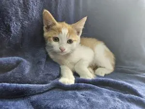 Adorable brown and white kitten