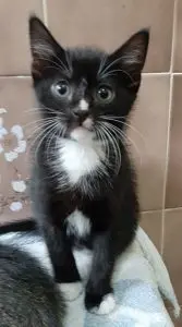 Prince the playful Kitty