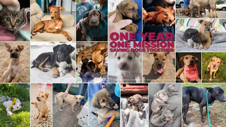 Safe Animals for adoption