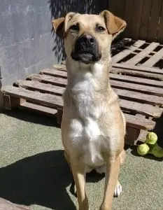 Sammy