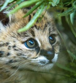 Johannesburg Wildlife Veterinary Hospital