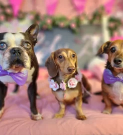 Maxi’s Palace – Doggy Hotel & Daycare