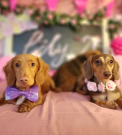 Maxi’s Palace – Doggy Hotel & Daycare
