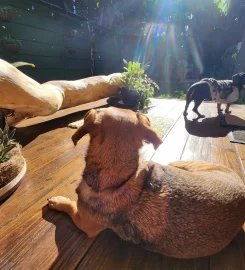 Maxi’s Palace – Doggy Hotel & Daycare