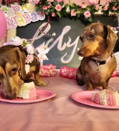 Maxi’s Palace – Doggy Hotel & Daycare