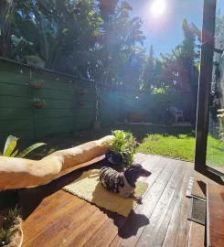 Maxi’s Palace – Doggy Hotel & Daycare