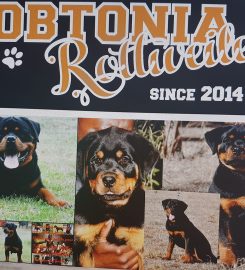 Robtonia Breeder of Rottweilers