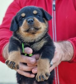 Robtonia Breeder of Rottweilers