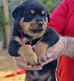 Robtonia Breeder of Rottweilers