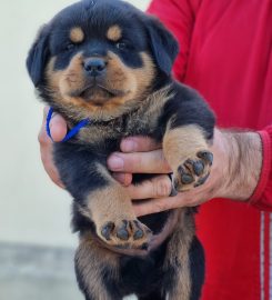 Robtonia Breeder of Rottweilers