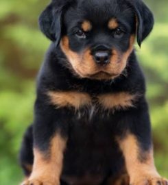 Robtonia Breeder of Rottweilers