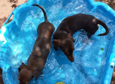 Anne’s Doggy Daycare