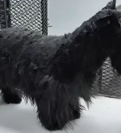 Proud Dog Salon