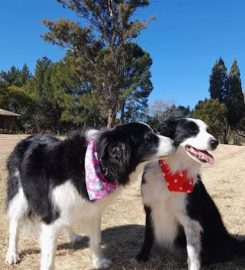 Ultimate Pet Care – Milnerton