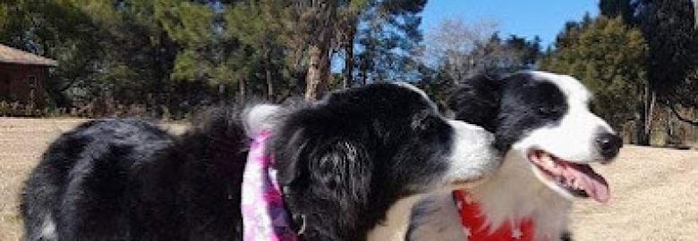 Ultimate Pet Care – Tokai