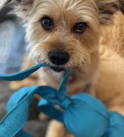 Ultimate Pet Care – Milnerton