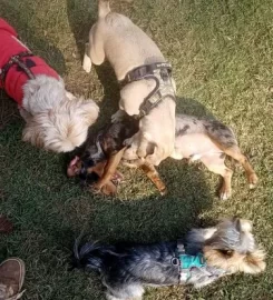 Mutt Club – Doggy Daycare