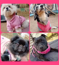 Mutt Club – Doggy Daycare