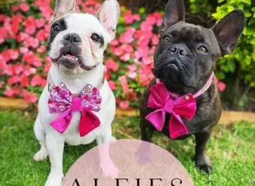 Alfies Pet Accessories