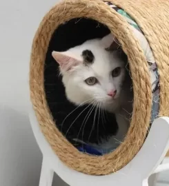 Flooflet Pet Durban