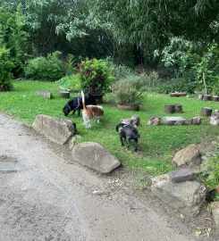 Mutt Club – Doggy Daycare
