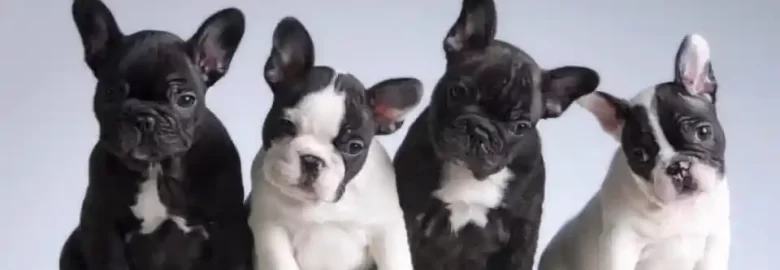 All About Animals Pet store – Valley View