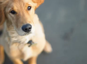 Bow Wow Meow’s Professional Pet Services