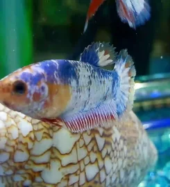 CJ Pets