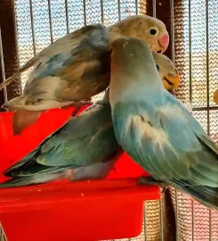 CJ Pets