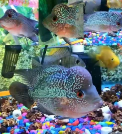 CJ Pets