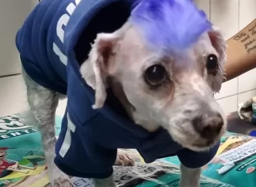 Pampered pet