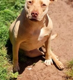 Dead Animals Walking Rescue Centre