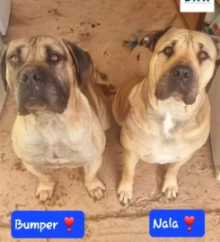 Dead Animals Walking Rescue Centre