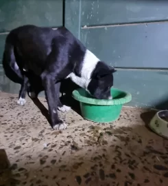 Dead Animals Walking Rescue Centre