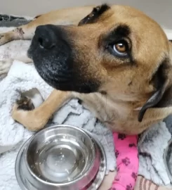 Dead Animals Walking Rescue Centre