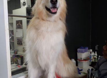 The Pet Parlour