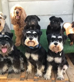Doggie Day Mother